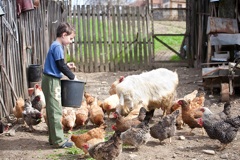 homesteading today countryside families