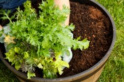 Container Gardening